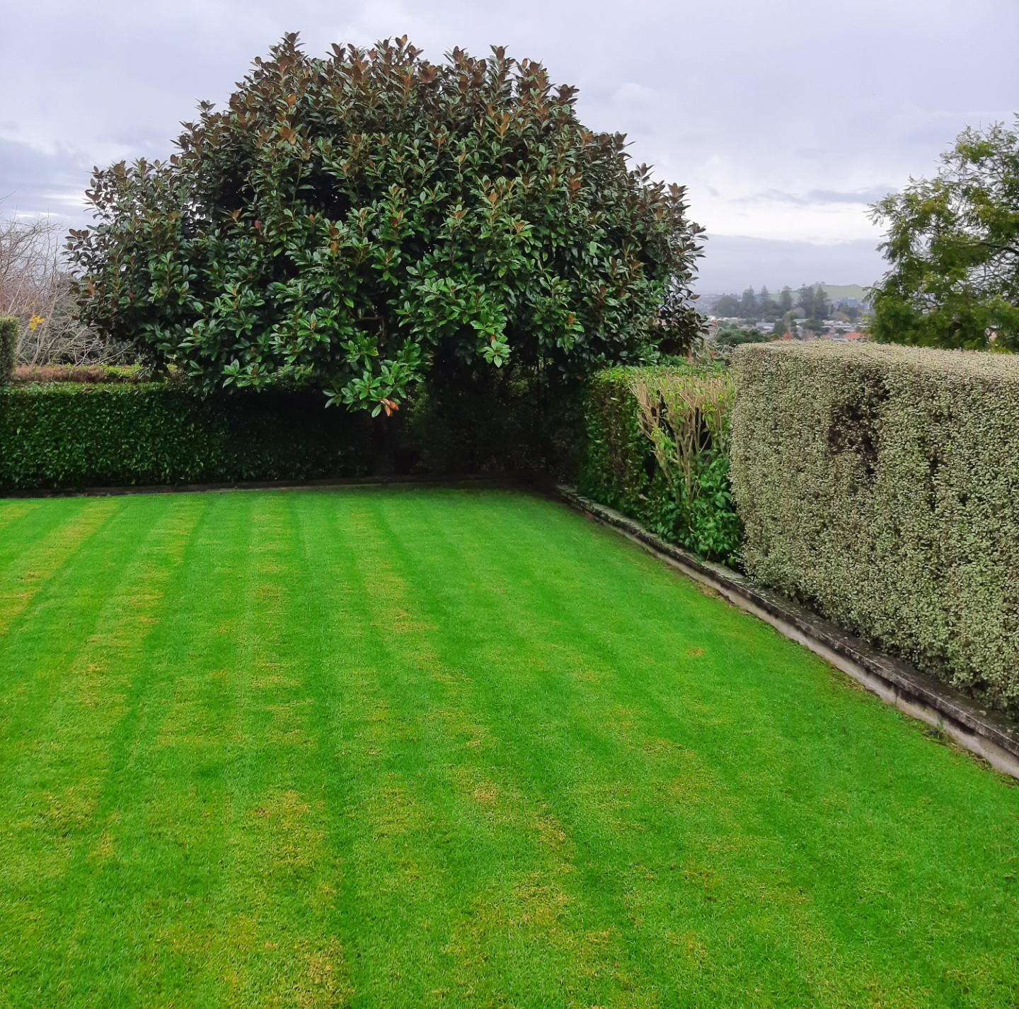 Auckland City Lawns Hedge Trimming