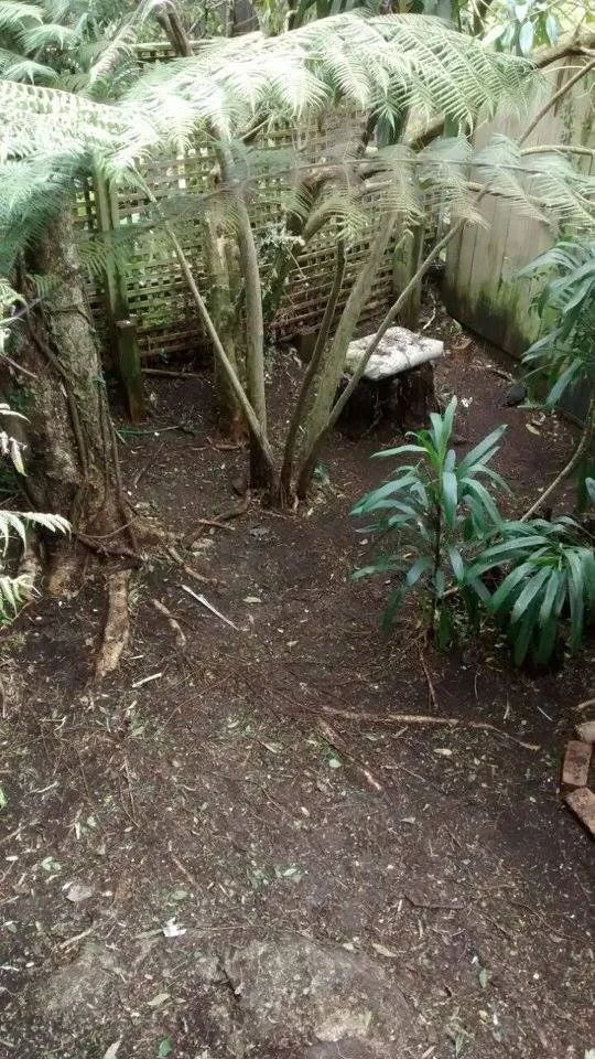 NZ Fern Garden