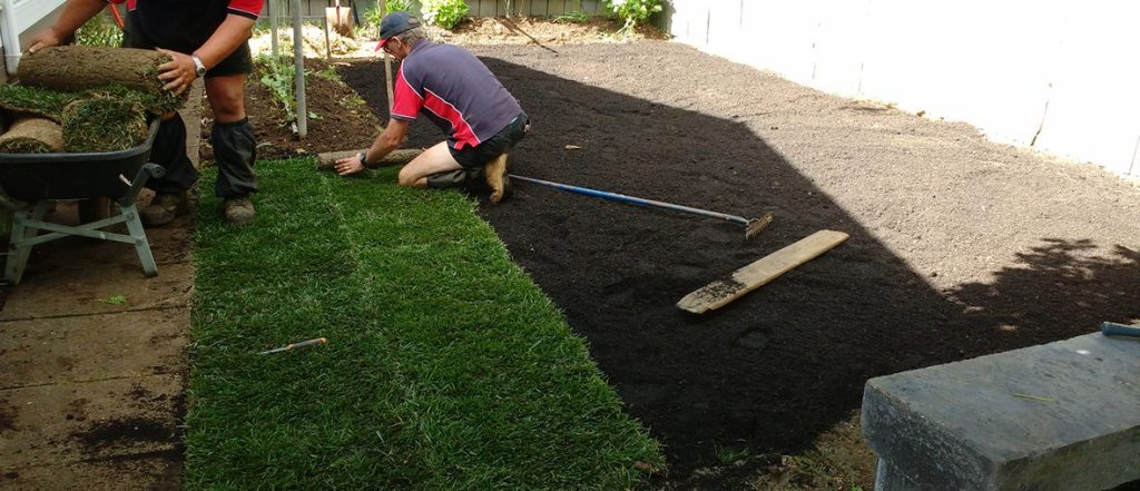 Seeding New Lawn Auckland